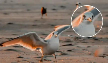 free online photo enlarger