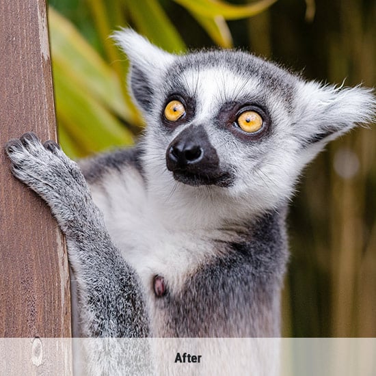 Amélioration des images d'animaux