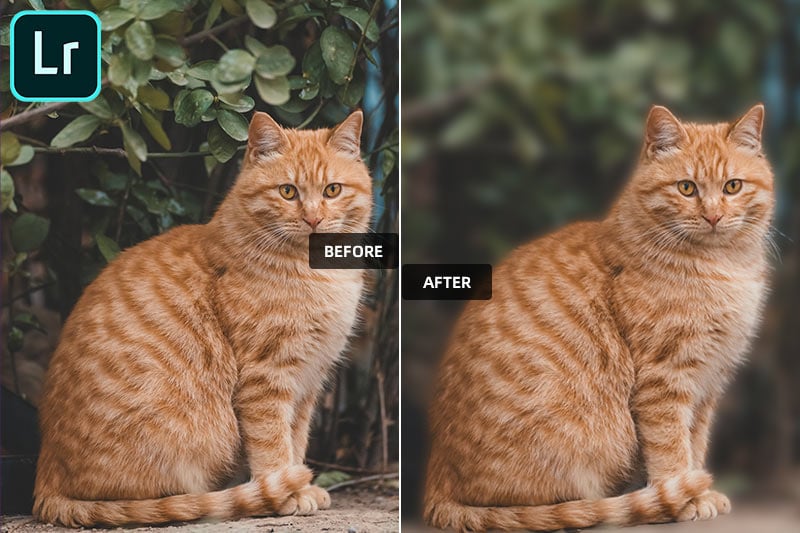 how to blur background in lightroom